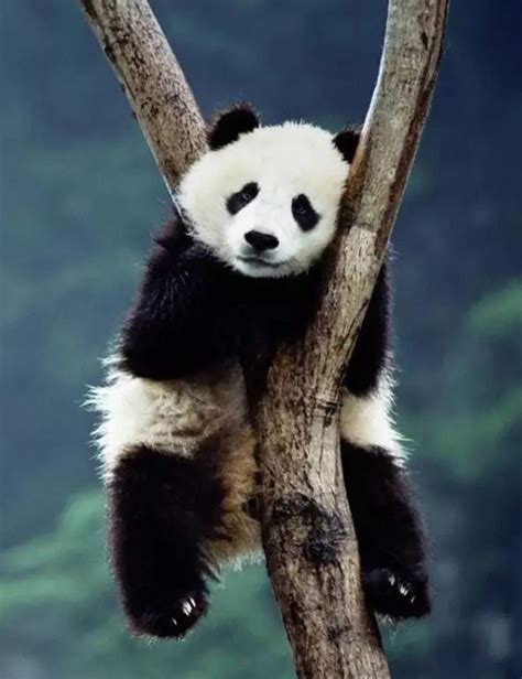 熊猫霸气名字大全,熊猫人霸气的名字,熊猫创意昵称(第2页)_大山谷图库
