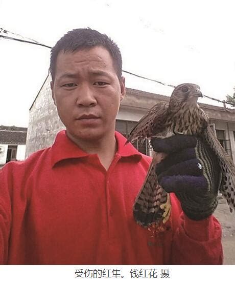市民路边捡到鹰一查竟是保护动物