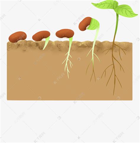 春季播种发芽的豆子素材图片免费下载-千库网