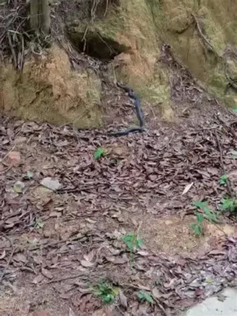 #四川好大的一条蛇哦。#巴中#新农人_腾讯视频