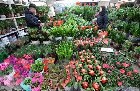 花卉市场图片,花卉市场盆花,花乡花卉市场_大山谷图库