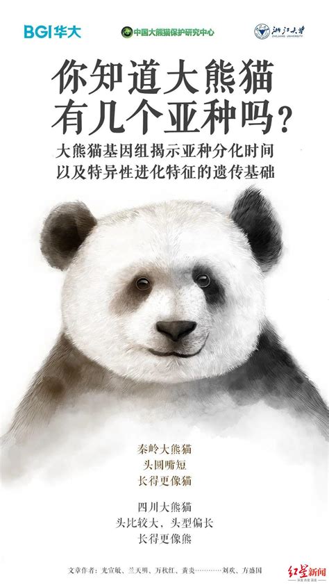 看度视频 | 迎国庆 熊猫基地2022级新生大熊猫宝宝集体亮相 - 成都 - 无限成都-成都市广播电视台官方网站