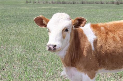 属牛的几月出生最好 牛宝宝几月出生命最好 - 万年历