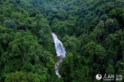 探寻滇西热带季雨林 “让万物自由生长”|界面新闻 · 中国