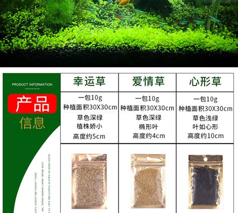 爱情草图片