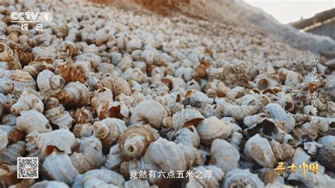 云南通海发现新石器时代螺蛳湾 小学扩建揭开贝丘神秘面纱