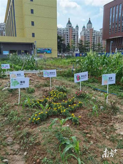 学校荒地里建起了“QQ农场”，广州48所学校获评“5A级校园小农田”_南方plus_南方+