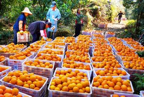 2022赣南脐橙国际博览会在信丰开幕 - 新闻资讯 - 信丰脐橙网