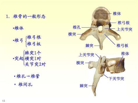 椎骨结构图图片