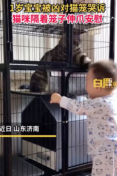 宝宝被骂扒猫笼哭诉获猫咪摸头安慰 猫：你等我出的！_新闻频道_中华网