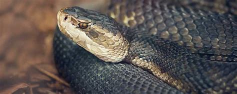 梦见一条特别粗的黑蛇有什么征兆 梦见一条特别粗的黑蛇好不好 - 万年历