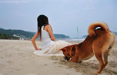 梦见狗是什么预兆(当你梦到狗狗时，你梦到的究竟是什么……) - 【爱喜匠】