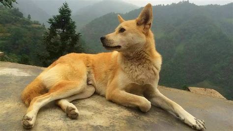 中国最猛的猎犬竟然是一只贵州的土狗？|犬|猎犬|野猪_新浪新闻