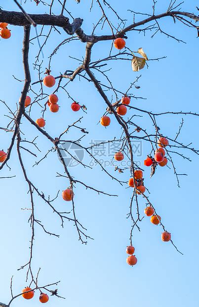 秋天，树上挂满了成熟的红柿子照片摄影图片_ID:304602672-Veer图库