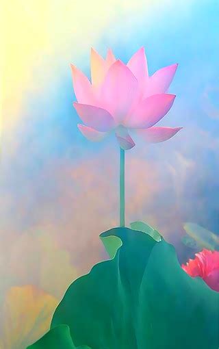 莲花壁纸图片