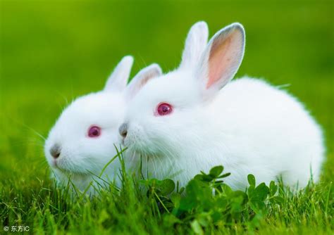 最适合南方兔子吃的牧草品种 兔子吃哪种牧草-长景园林网