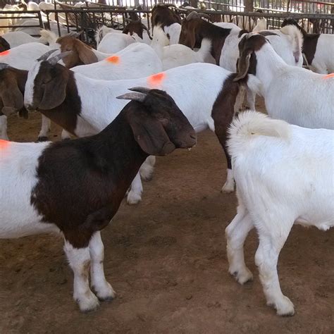 波尔山羊图片 山羊养殖一只波尔山羊的价格 波尔山羊品种-阿里巴巴