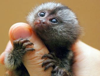 拇指猴是不是保护动物，看这里~-宠物网