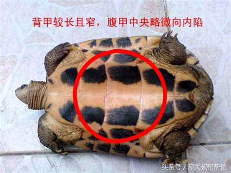 养乌龟放多少水合适（水龟半水龟水位要求） - 胖萌舍宠物网