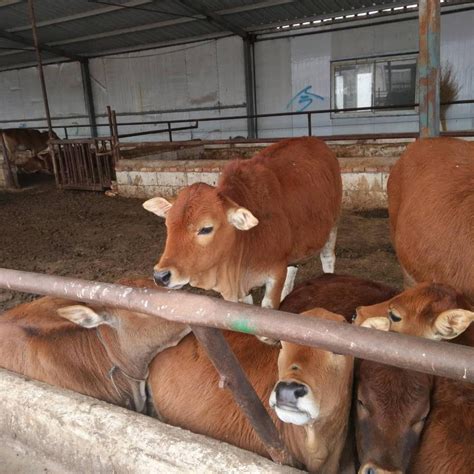 德民养殖鲁西黄牛犊黄牛多少钱一头鲁西黄牛生长速度-阿里巴巴