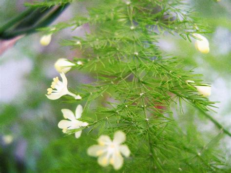 把文竹养开花，就像“满天星”一样，枝条上爬满“白色花” - 知乎