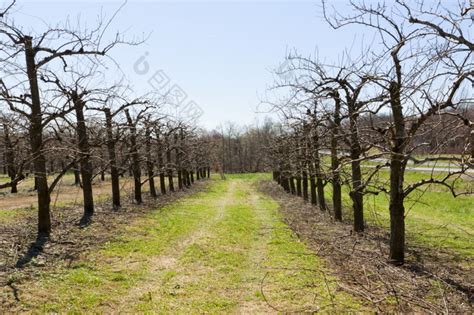 农村果园中的樱桃树高清图片下载-正版图片600366518-摄图网