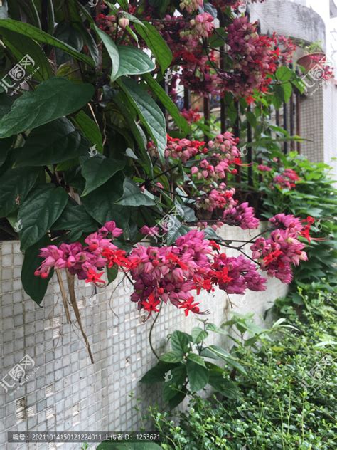 龙吐珠,花卉,植物花草,摄影,汇图网www.huitu.com