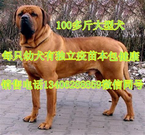 日本的猛犬与我国的藏獒打架, 哪个更胜一筹|藏獒|猛犬|土佐犬_新浪新闻