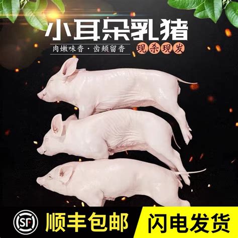 广东烤乳猪整只活小香猪肉新鲜生鲜冷冻冷藏脆皮广式烧腊顺丰包邮-淘宝网