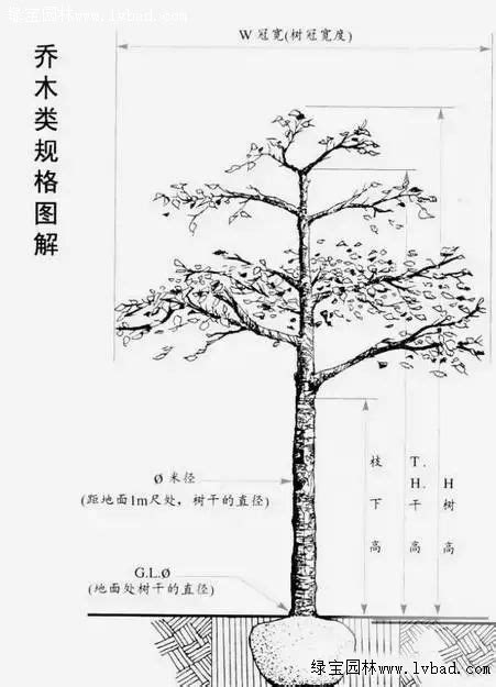 绿化苗木的规格术语及测量方法-种植技术-中国花木网