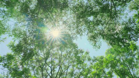 4K夏日阳光下枝繁叶茂的树干MP41080P视频素材下载-编号416936-潮点视频