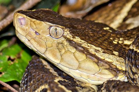 科学家揭开热带雨林“飞蛇”之谜---中国科学院西北高原生物研究所