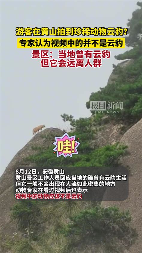 游客在黄山拍到珍稀动物云豹？专家初步判断竟然是…