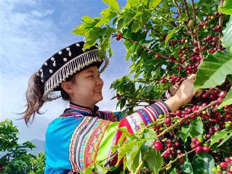 保山 | 新寨村：“中国咖啡第一村”_种植_产业_精品