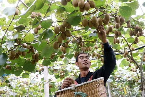 视频丨西安59岁果农种6亩猕猴桃 精心管理一亩净挣5000元 - 西部网（陕西新闻网）