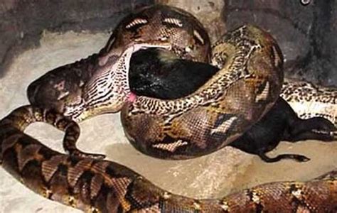 最大蛇类排行：第二名蛇吞象，第一大到难以想象！