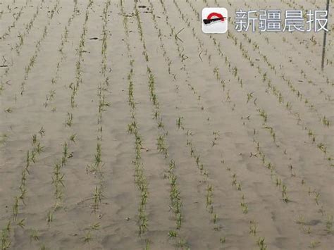 天山南北好“丰”景丨万亩海水稻把盐碱滩变金滩 -天山网 - 新疆新闻门户