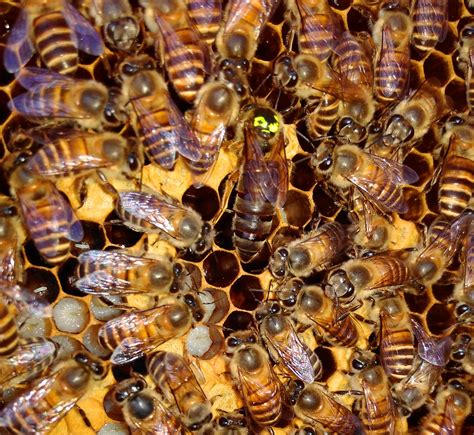 蜜蜂蜂王图片辨别,蜜蜂蜂王图片,老蜂王和新蜂王图片_大山谷图库