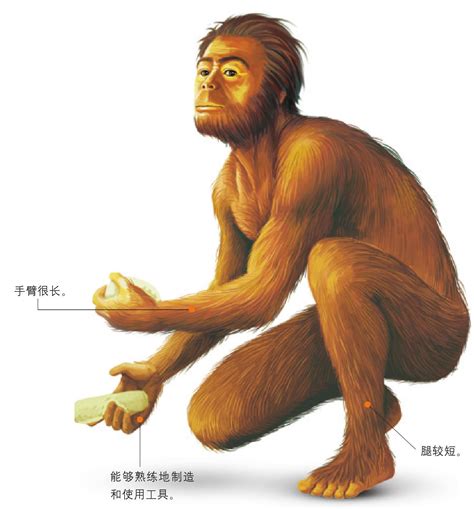 北京猿人头盖骨为什么那么重要？_化石