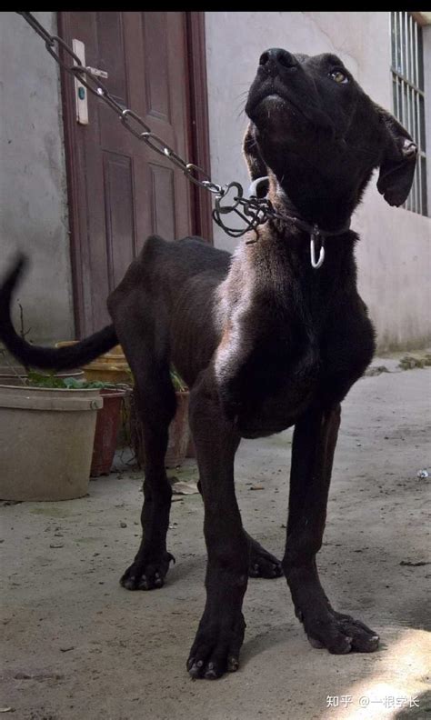7个月拉布拉多犬样子,拉布拉多犬的样子,拉布拉多犬2个月图片_大山谷图库