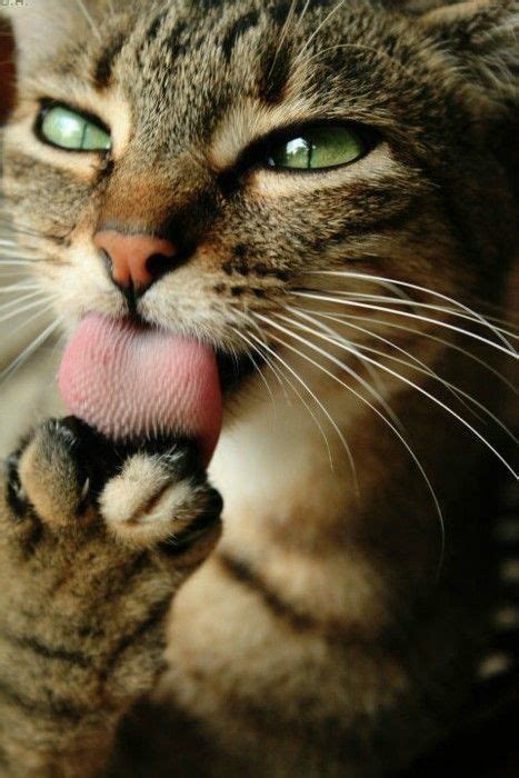 猫咪爱舔人：7种猫咪舔人的理由，原来不是嫌人脏而已阿！