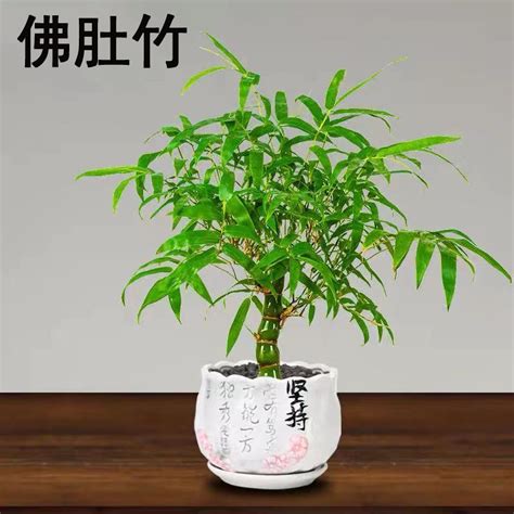 室内竹子品种,室内植物竹子,室内观赏竹的种类图片_大山谷图库