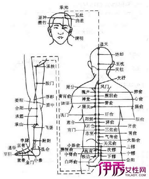 屁股穴位图图片