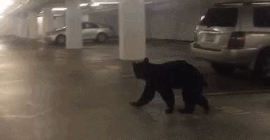美国一只黑熊闯入市中心公园，救援人员赶到将其带走