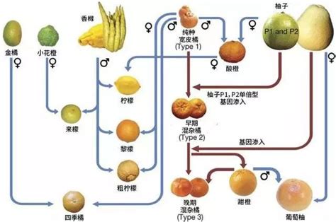 温州蜜柑和冰糖橙果实表面角质层组分及微观结构差异分析