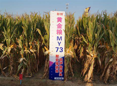 河南联创839玉米种多少钱一袋