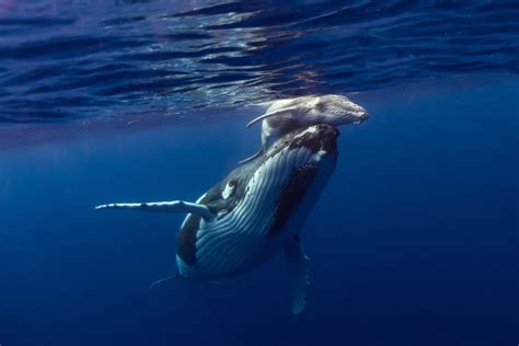 在海洋里畅游的座头鲸和海豚，美国夏威夷州 (© drewsulockcreations/Getty Images)