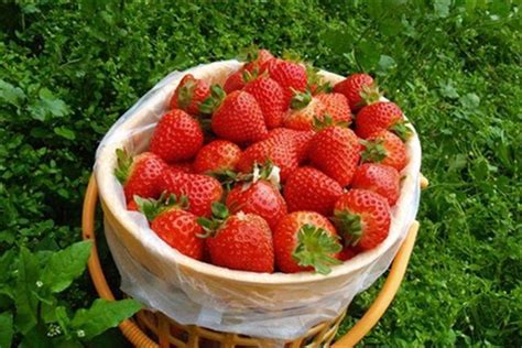 广汉市新发果蔬专业合作社：小小峰昌冬草莓，撬动乡村大振兴_种植