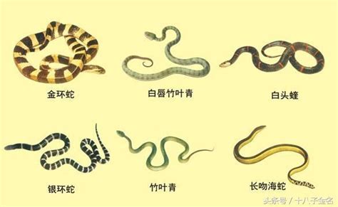 剧毒蛇有哪些（农村常见的八大伤人毒蛇，分别是谁？它们毒液的毒性，又如何呢？） | 说明书网