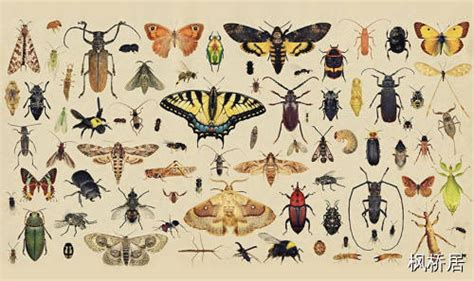 常见昆虫名字,蝴蝶 - 昆虫网